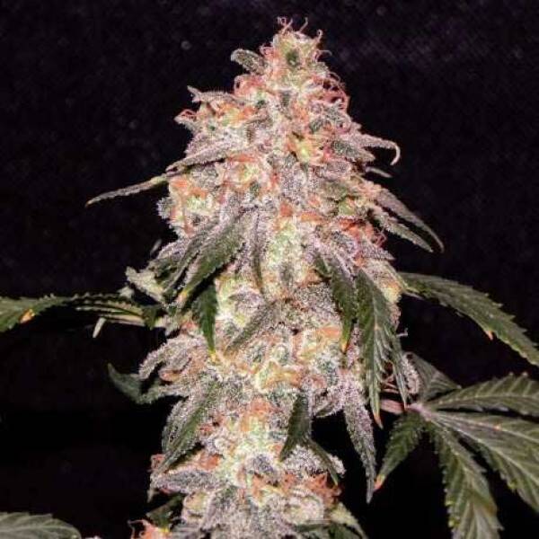 LEMON CHERRY GELATO AUTO