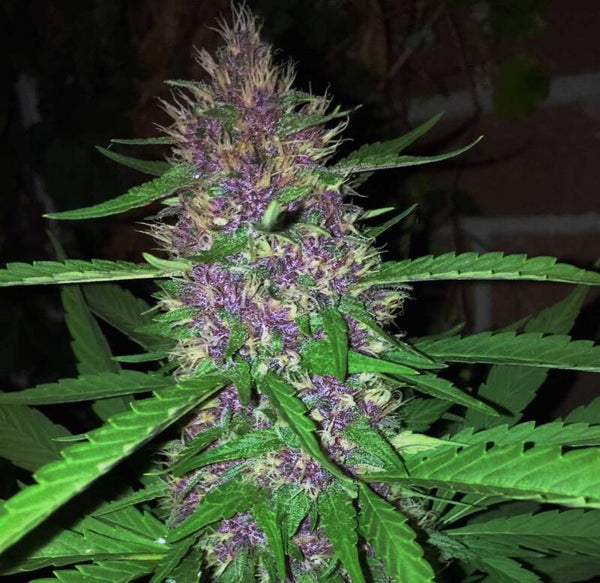 PURPLE KUSH AUTO (I)