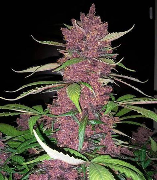 PURPLE LEMONADE AUTO