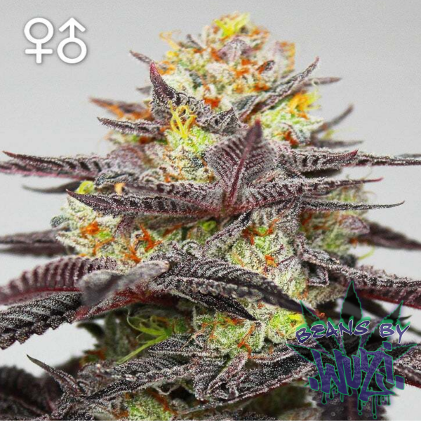 Sicktown s1 FEM 6pk