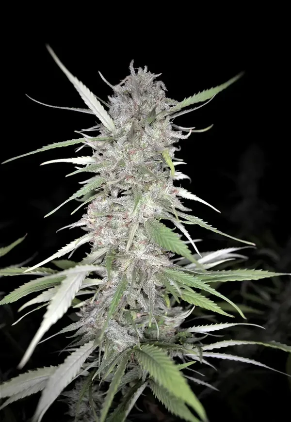 WHITE RUNTZ AUTO