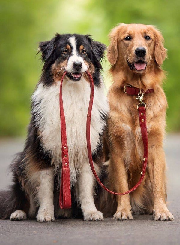 Leine locker leichtgemacht