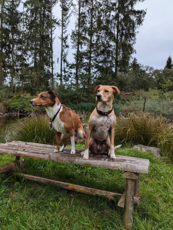 Basis für Jagdhunde