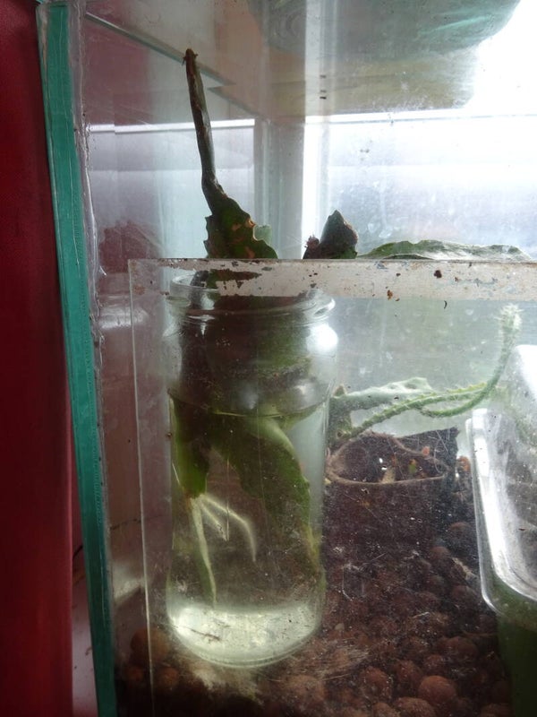 Epiphyllum bladstengel water-stek geworteld.