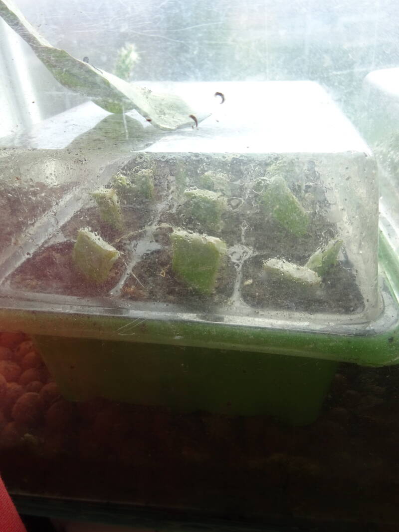 Mini-stekken Epiphyllum bladstengel cactus, sub-tropische