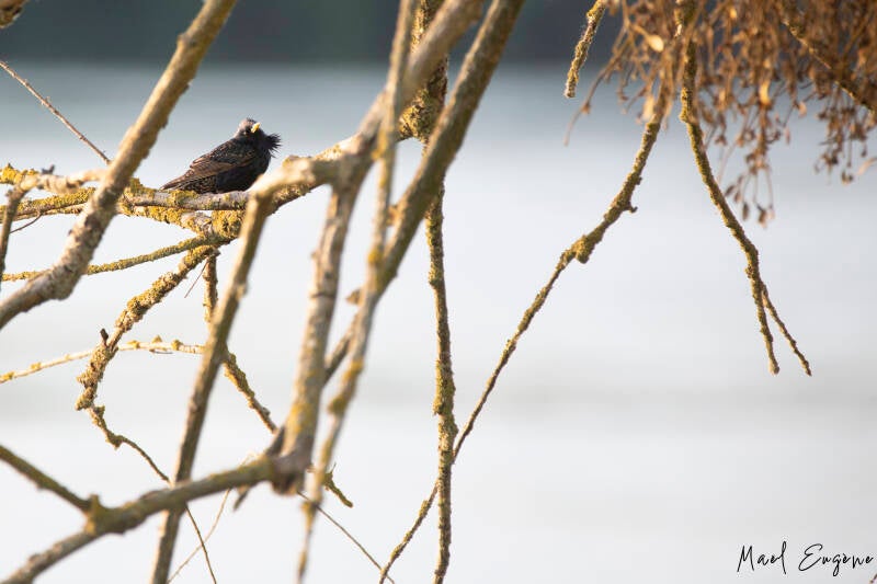 Etourneau sansonnet - mai 2023