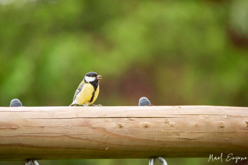 Mésange charbonnière