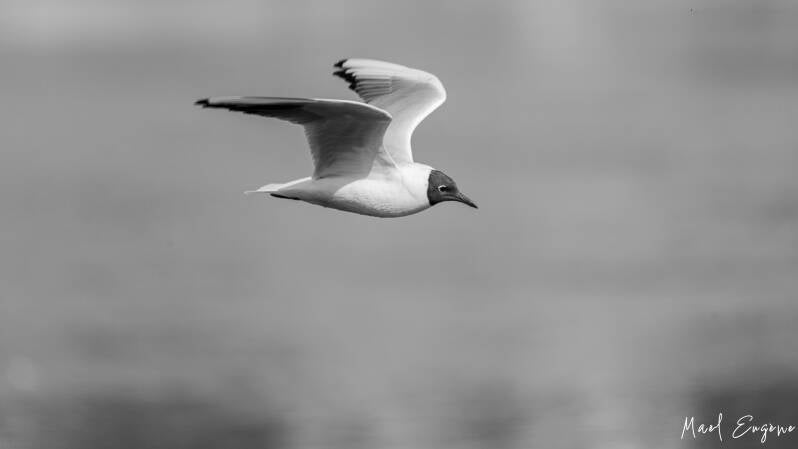 Mouette rieuse