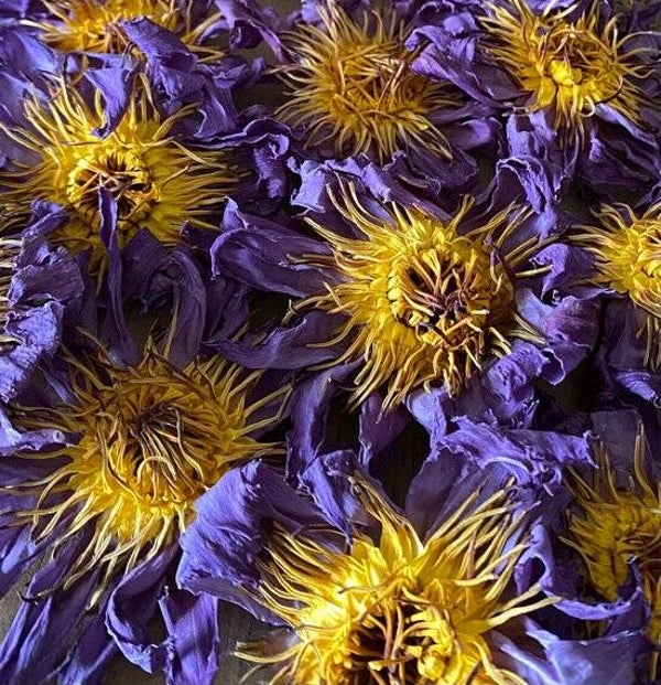 Blauwe Lotus bloemen