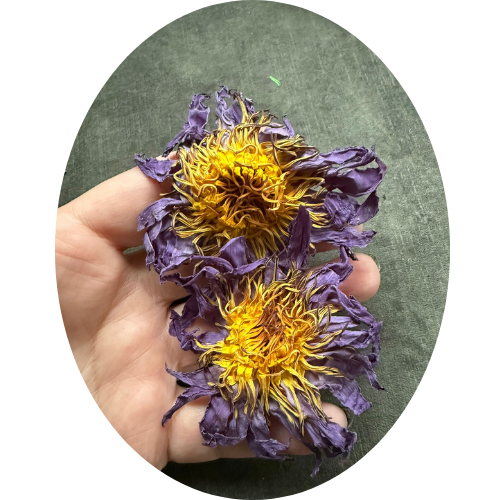 BLAUWE LOTUS BLOEM (Nymphaea caerulea)