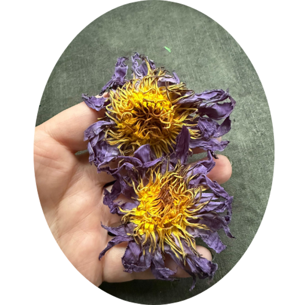 BLAUWE LOTUS BLOEM (Nymphaea caerulea)