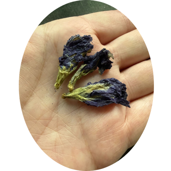 BLAUWE VLINDER BLOEM (Clitoria ternatea)