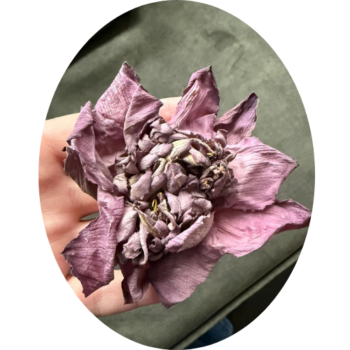 ROZE LOTUS BLOEM (Nelumbo nucifera)