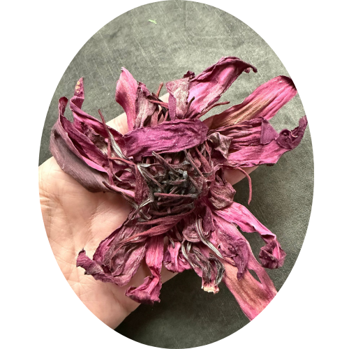 RODE LOTUS BLOEM  (Nymphaea rubra)