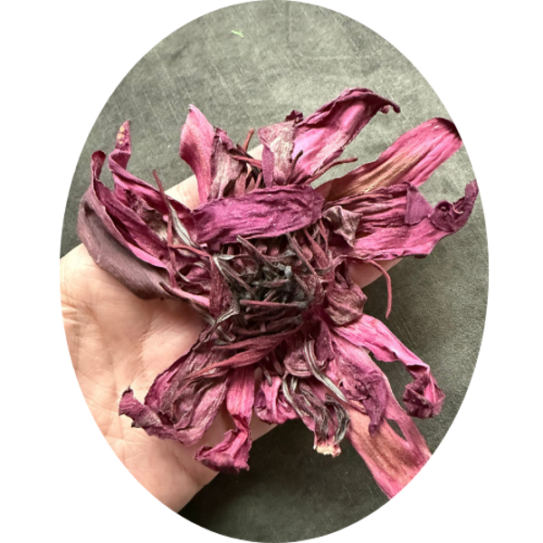 RODE LOTUS BLOEM  (Nymphaea rubra)