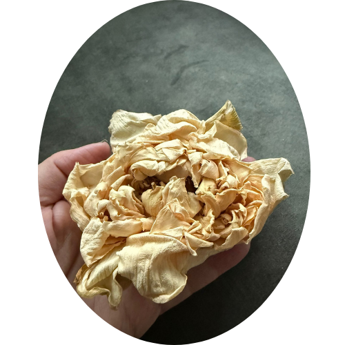 WITTE LOTUS BLOEM  (Nelumbo nucifera)