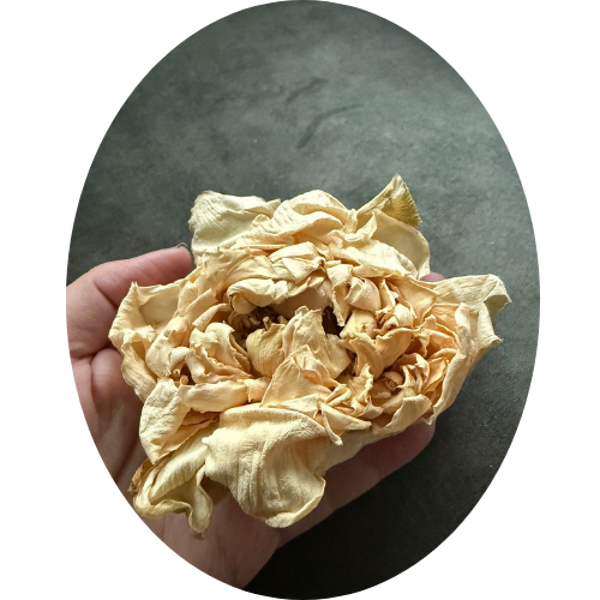 WITTE LOTUS BLOEM  (Nelumbo nucifera)