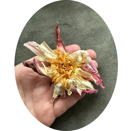 WITTE WATERLELIE (Nymphaea alba)