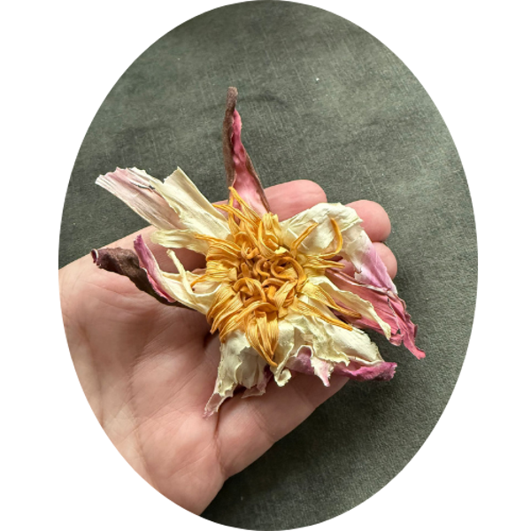 WITTE WATERLELIE (Nymphaea alba)