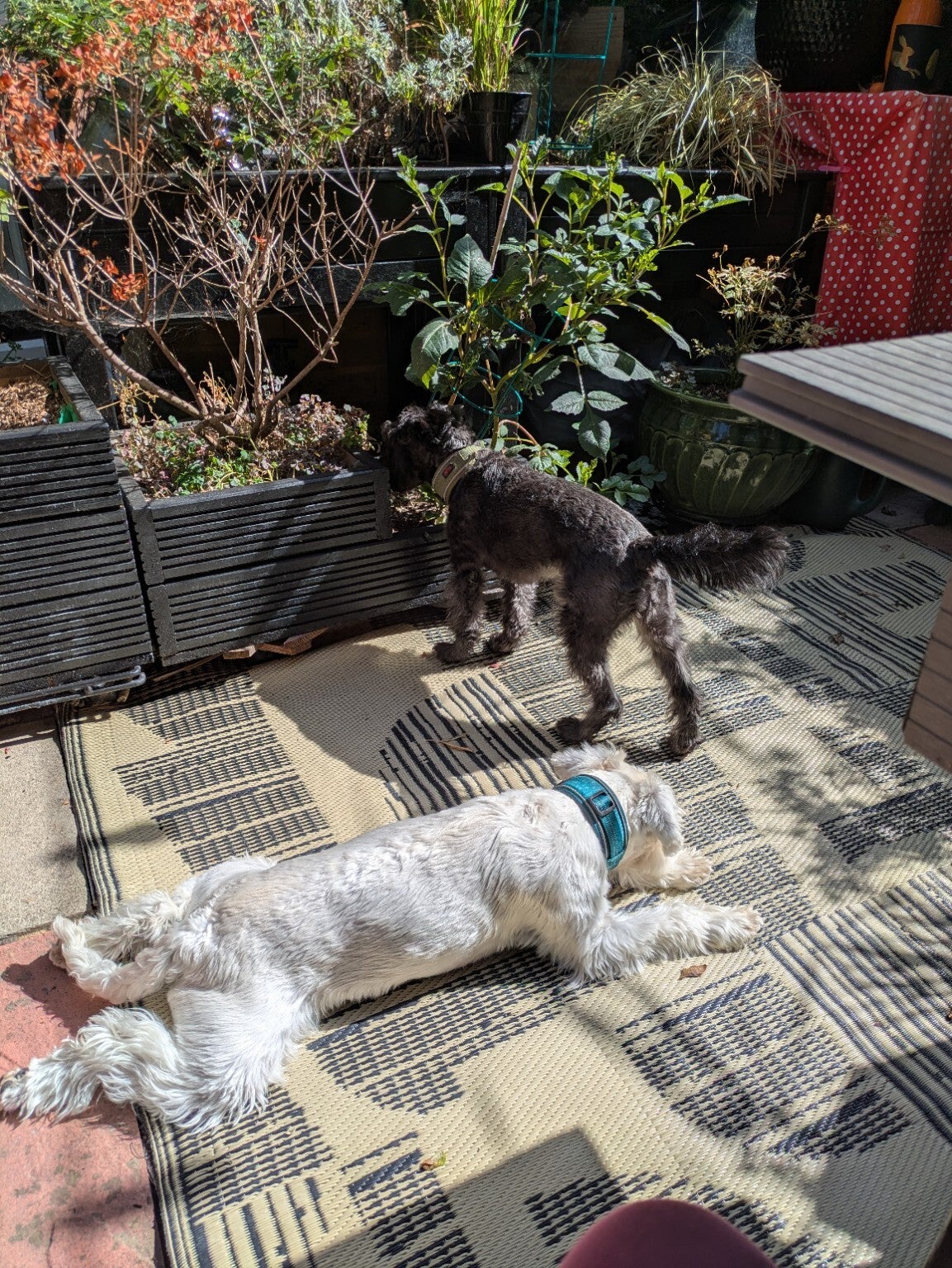 Kimba &amp; Oslo relaxing at home