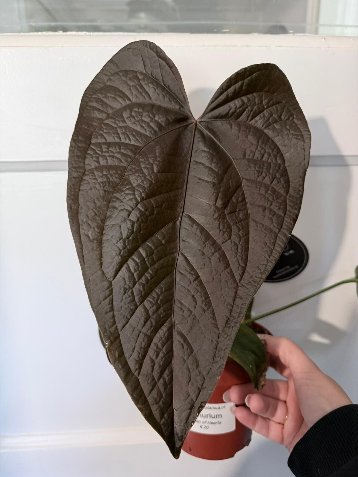 Anthurium Queen of Hearts