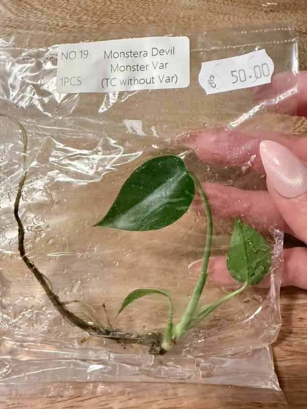Monstera Devil Monster without variagation 19