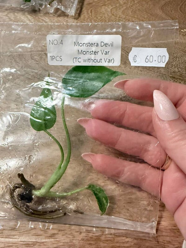 Monstera Devil Monster without variagation 4