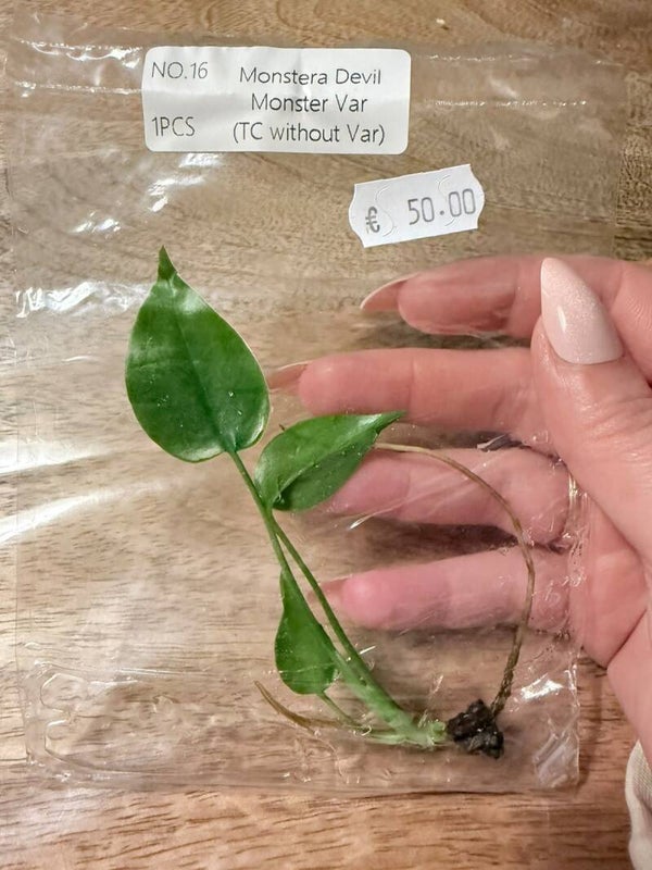 Monstera Devil Monster without variagation 16