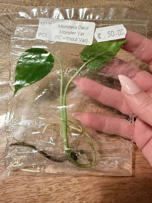 Monstera Devil Monster without variagation 11