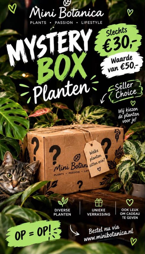 Mystery box