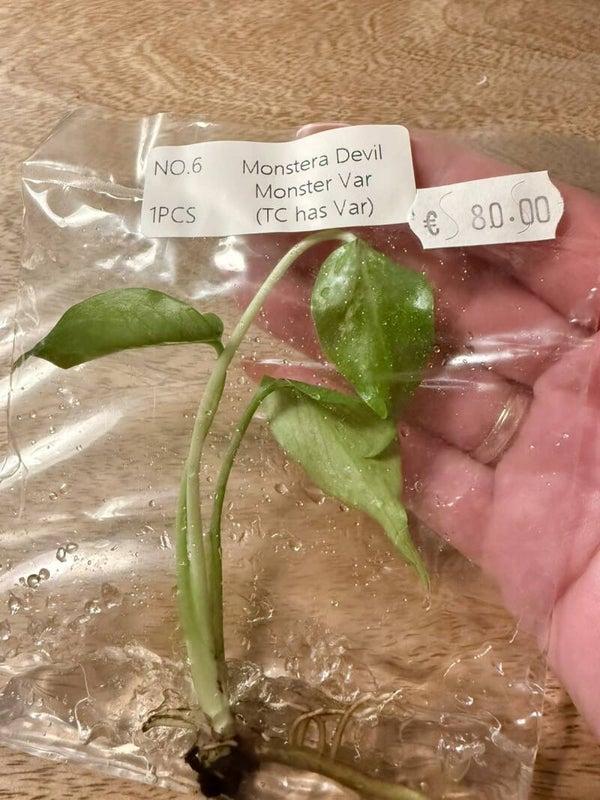 Monstera Devil Monster with variagation 6