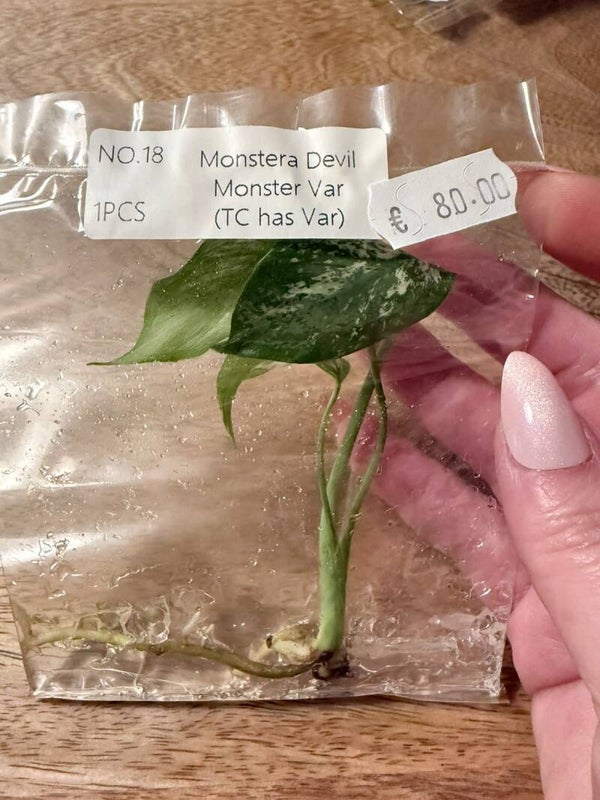 Monstera Devil Monster with variagation 19