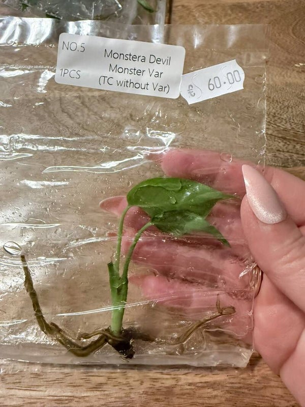 Monstera Devil Monster without variagation 5