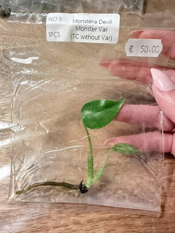 Monstera Devil Monster without variagation 9
