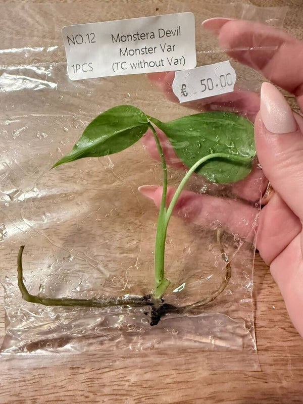 Monstera Devil Monster without variagation 12