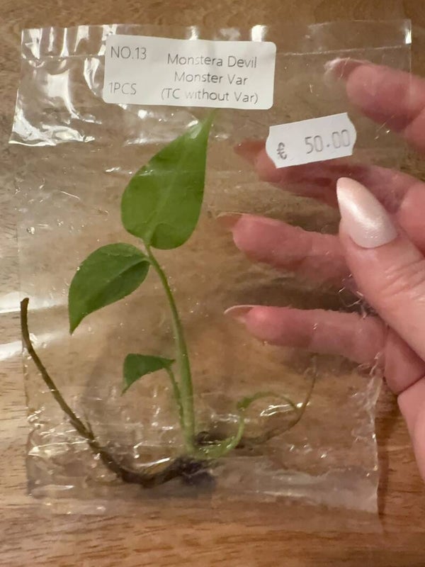 Monstera Devil Monster without variagation 13