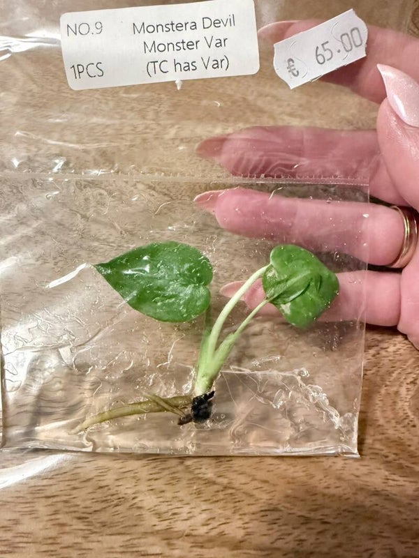 Monstera Devil Monster with variagation 9