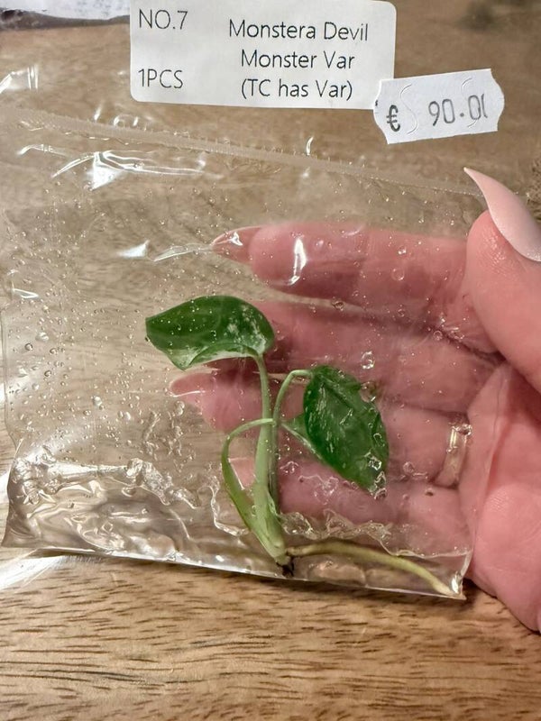 Monstera Devil Monster with variagation 7