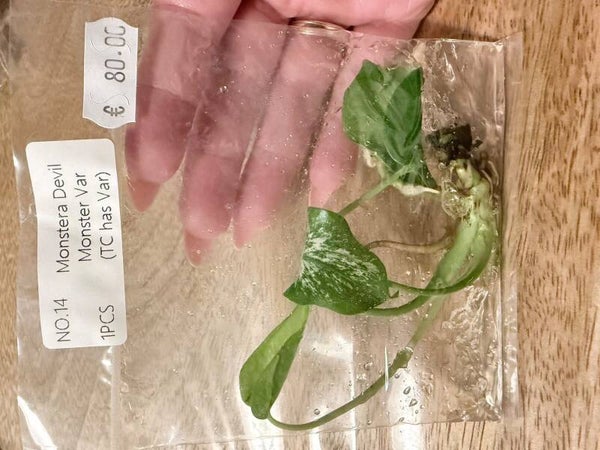 Monstera Devil Monster with variagation 14