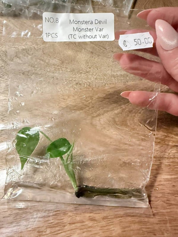 Monstera Devil Monster without variagation 8