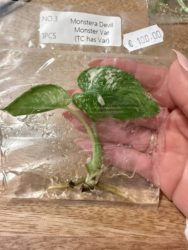 Monstera Devil Monster with variagation 3