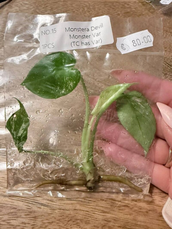 Monstera Devil Monster with variagation 15