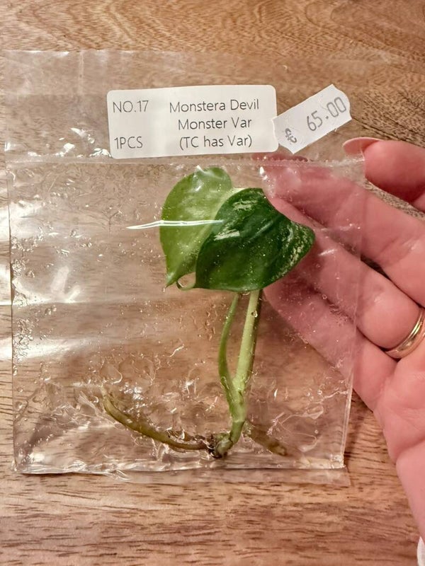 Monstera Devil Monster with variagation 17