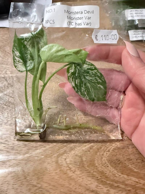 Monstera Devil Monster with variagation 1