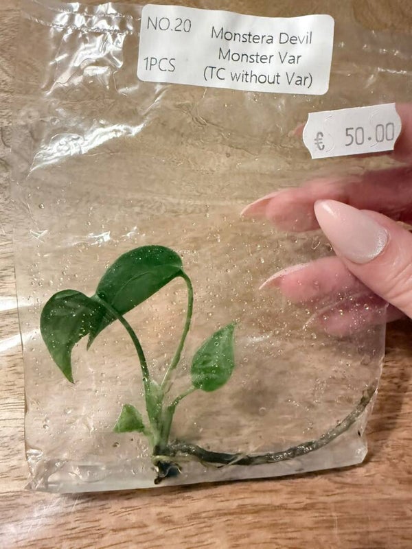 Monstera Devil Monster without variagation 20