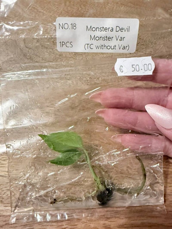 Monstera Devil Monster without variagation 18