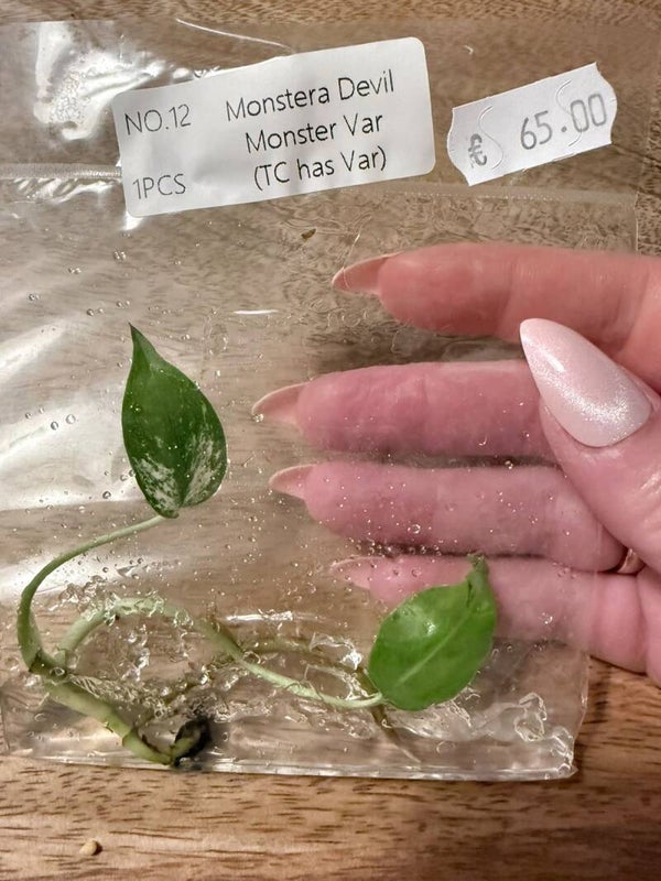 Monstera Devil Monster with variagation 12