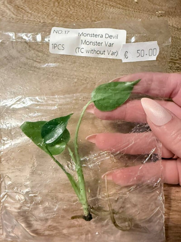 Monstera Devil Monster without variagation 17