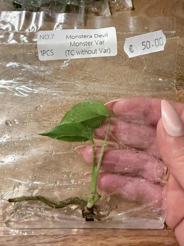Monstera Devil Monster without variagation 7