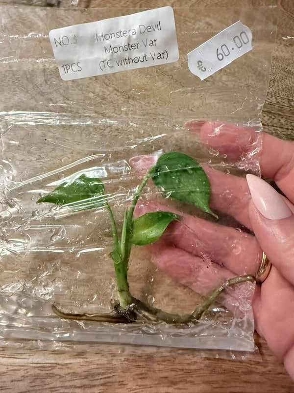 Monstera Devil Monster without variagation 3